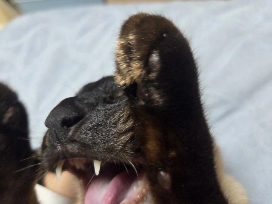 고양이 이름을 한번 불러봤다..._6.webp