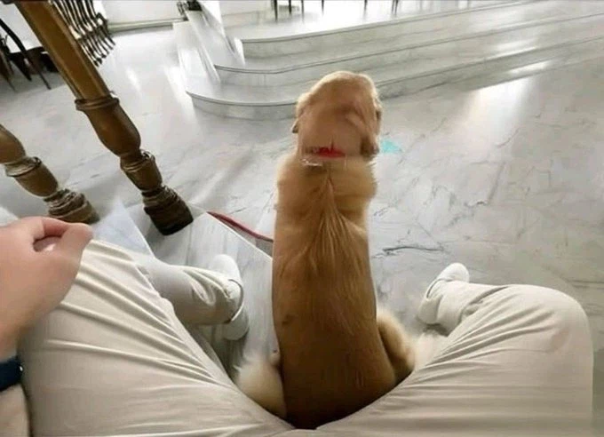 크고 아름다운 개.jpg_1.webp