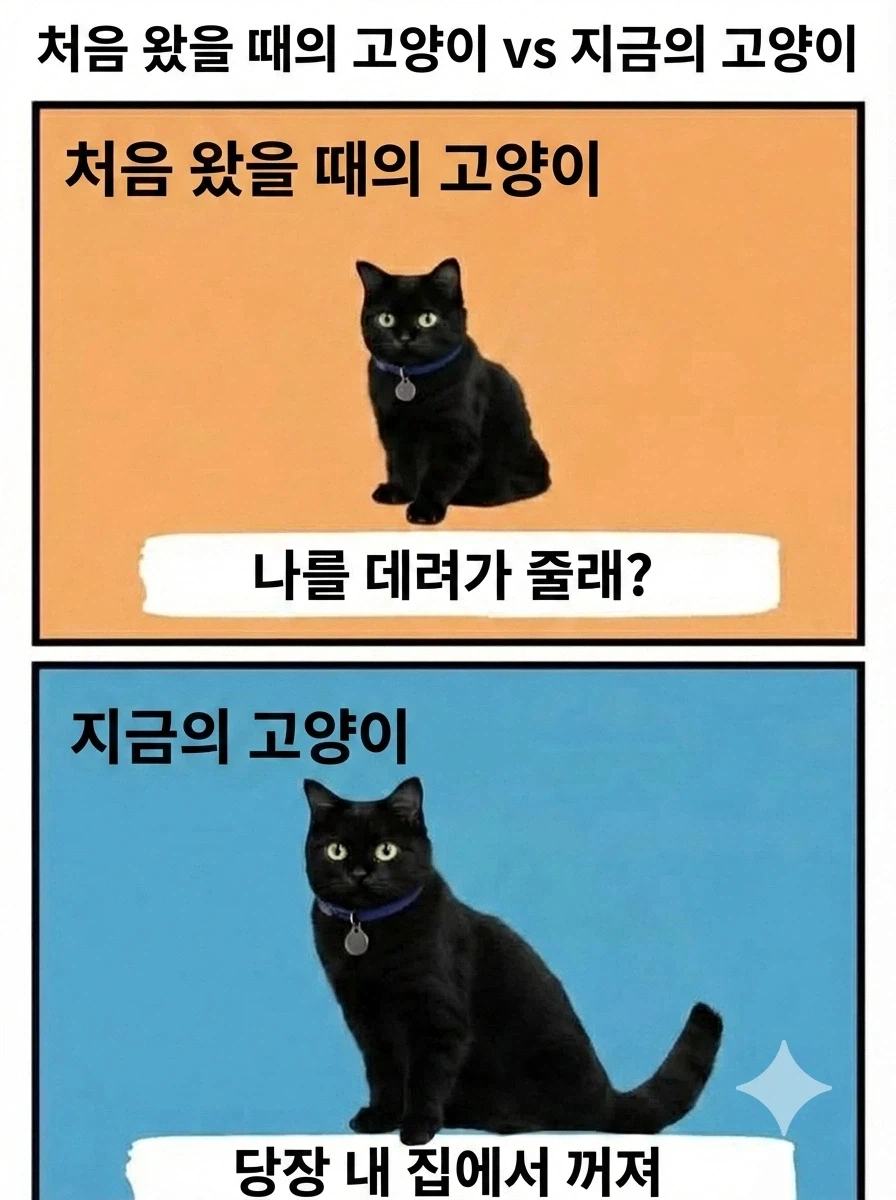고양이 입양 전 vs 입양 후_1.webp