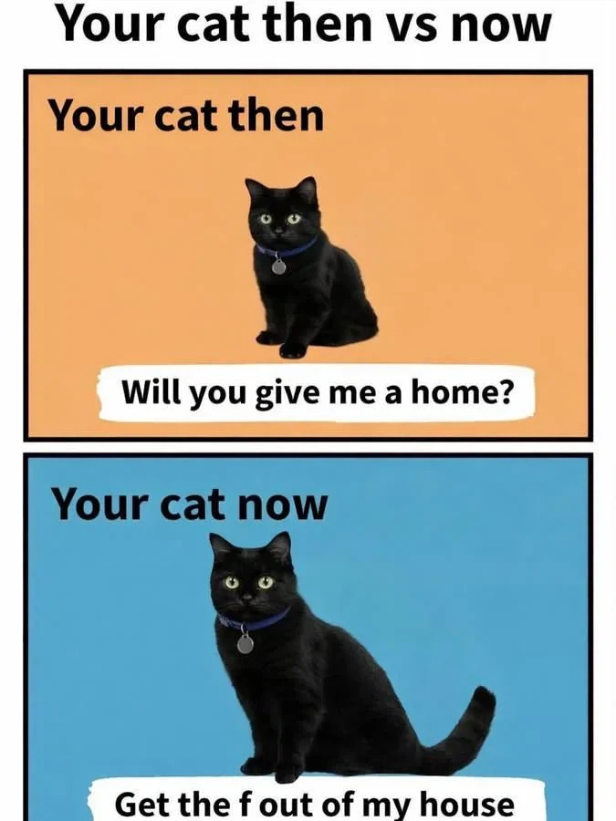 고양이 입양 전 vs 입양 후_2.webp