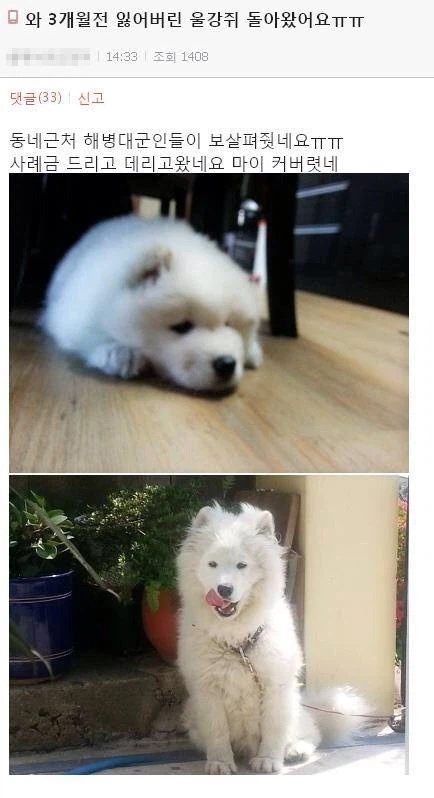 3개월전 잃어버린 강아지를 찾았는데 이상함.jpg_1.webp