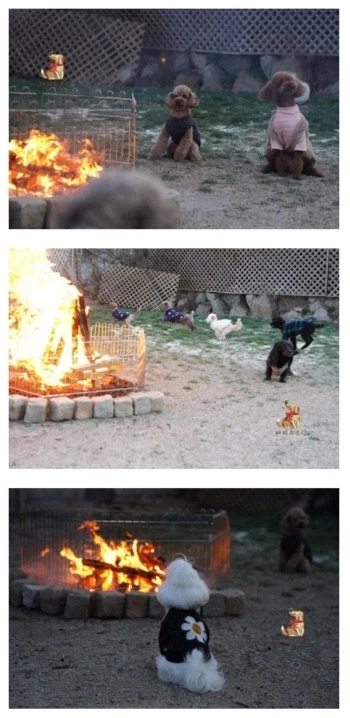 돈있는 주인들의 애견 라이프_4.webp