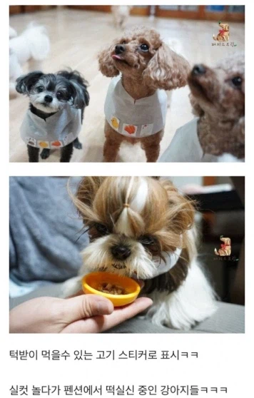 돈있는 주인들의 애견 라이프_8.webp