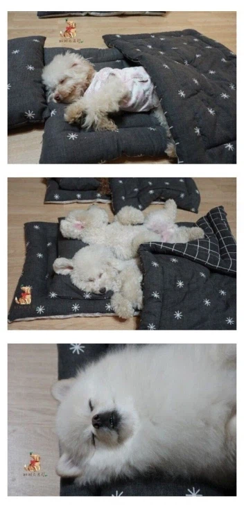 돈있는 주인들의 애견 라이프_9.webp