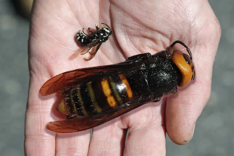 충격적인 말벌에 쏘인 후기_1.webp