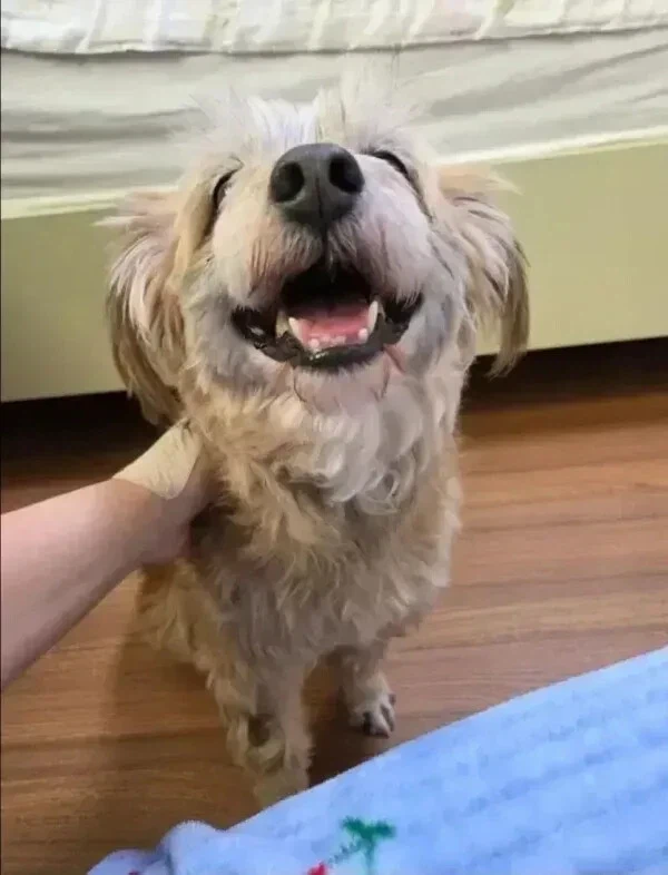 유기견들 입양 전후 표정 차이._4.webp