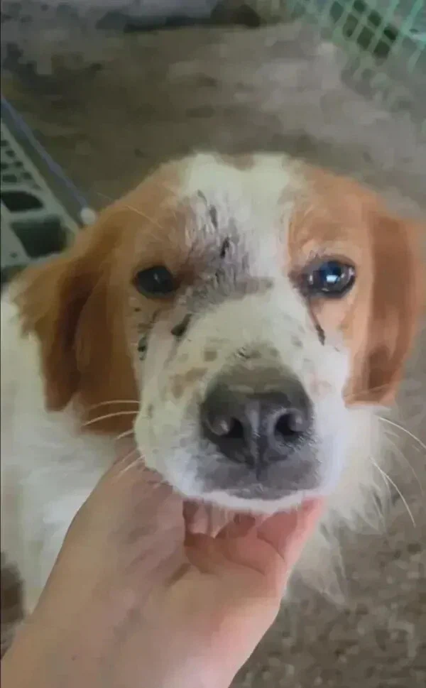 유기견들 입양 전후 표정 차이._5.webp