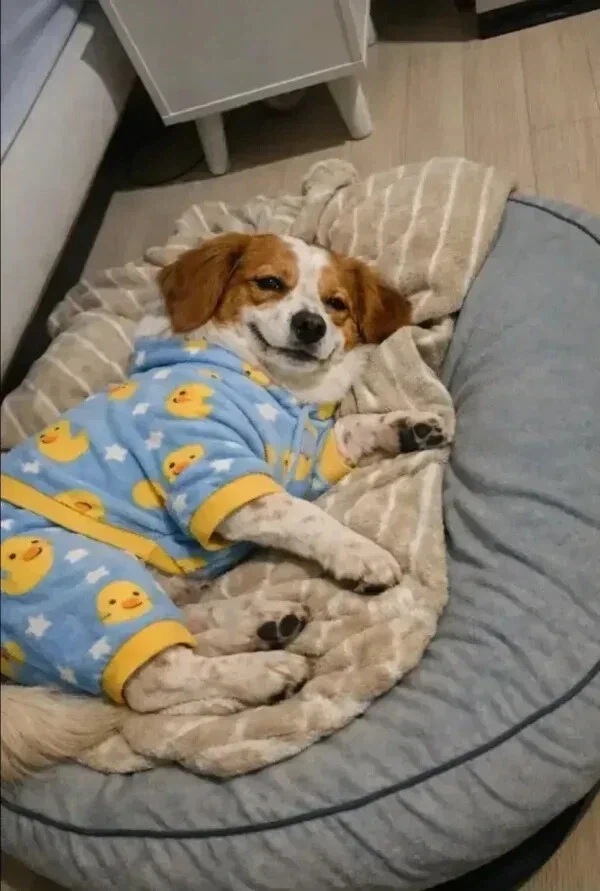 유기견들 입양 전후 표정 차이._6.webp