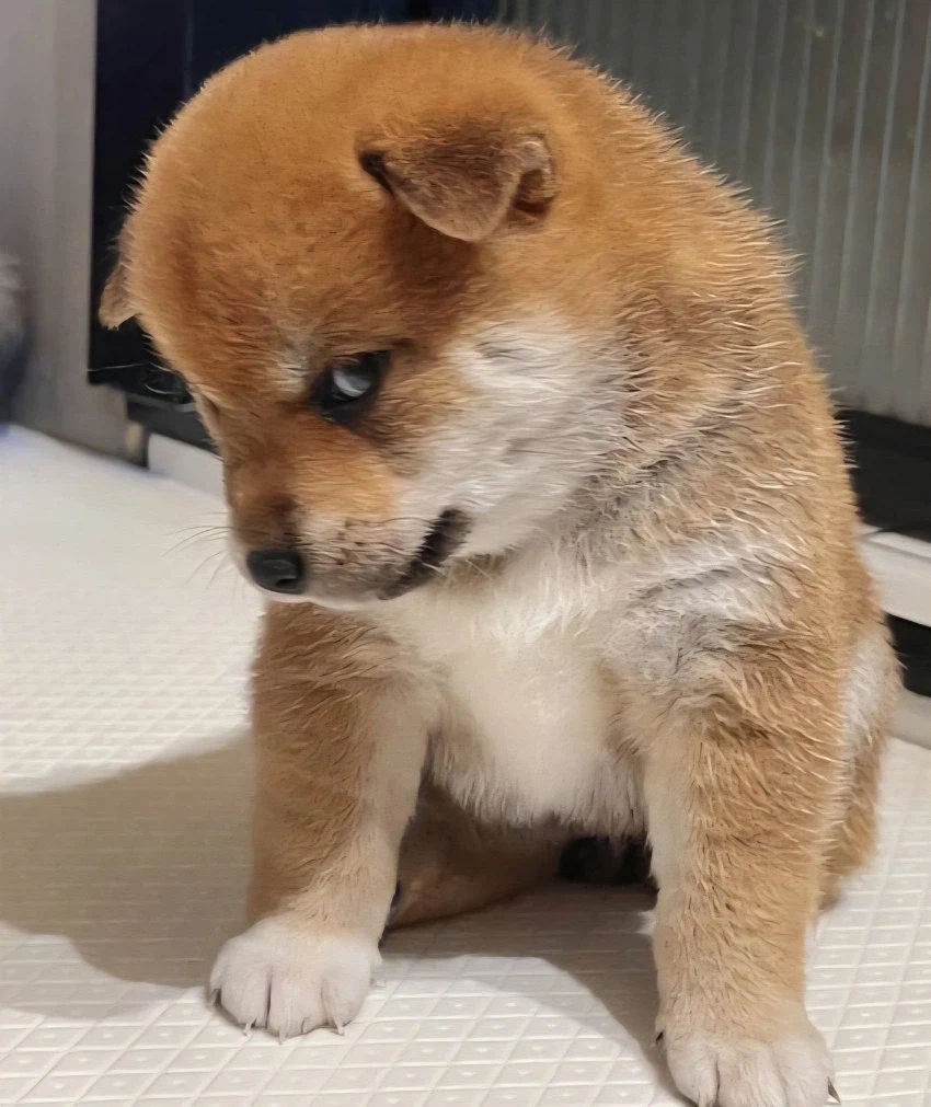 옆집의 예쁜 유부녀를 빼앗고 싶어서...최면어플로 힘내봤다.jpg_1.webp