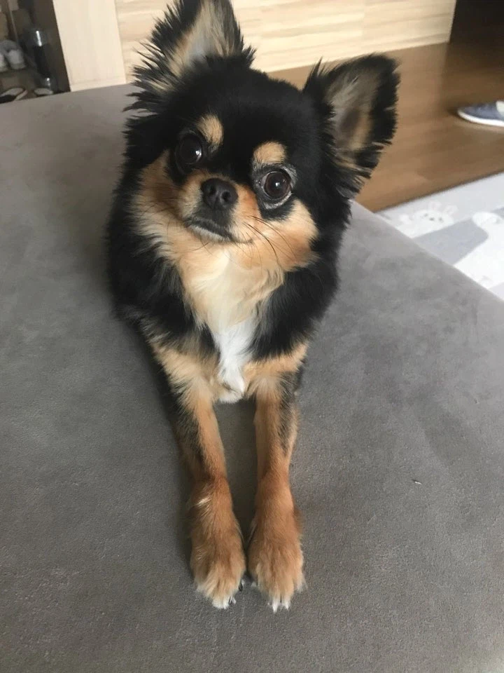 장모 치와와 웃긴 점_1.webp