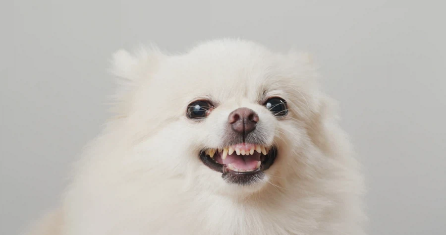 장모 치와와 웃긴 점_2.webp