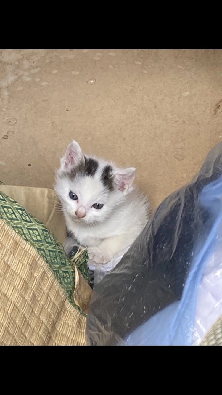 눈매그대로 확대당한 고양이.jpg_1.webp