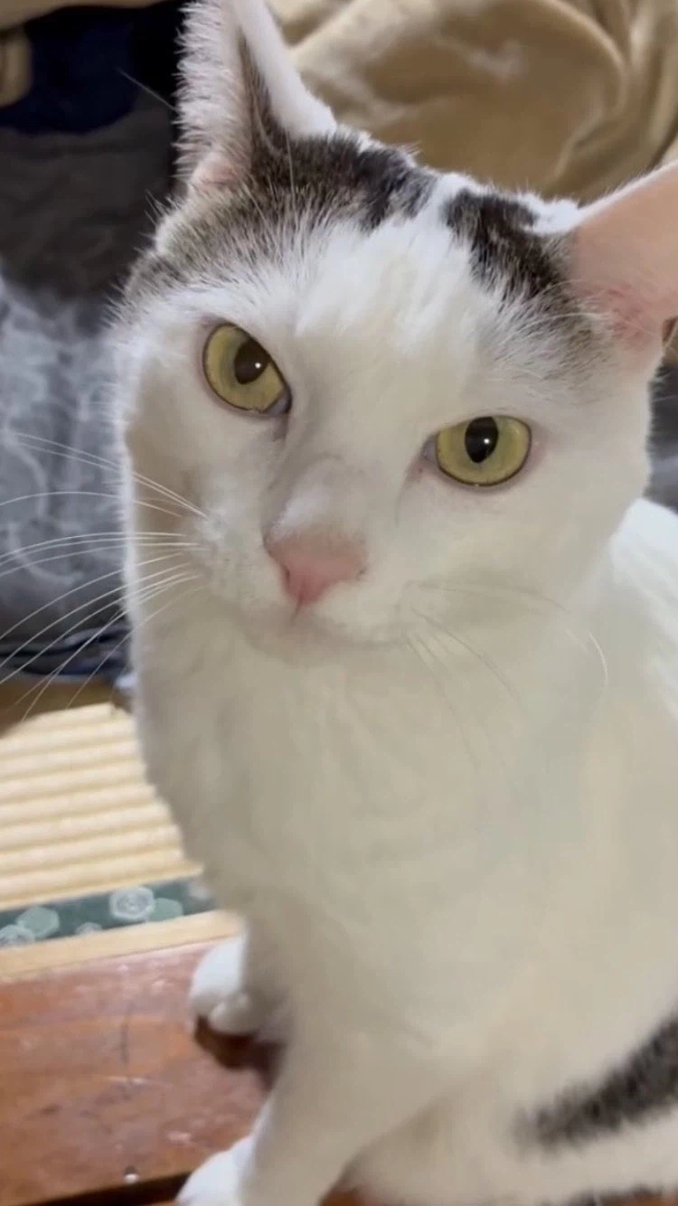 눈매그대로 확대당한 고양이.jpg_2.webp