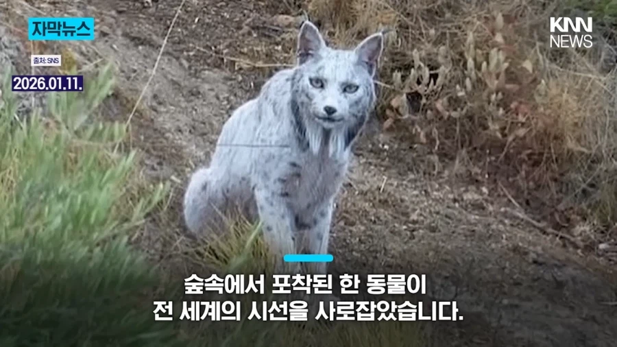 스페인에서 발견된 이베리아 스라소니_1.webp