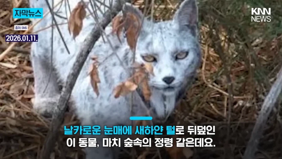 스페인에서 발견된 이베리아 스라소니_2.webp