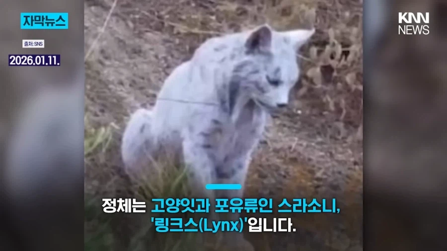 스페인에서 발견된 이베리아 스라소니_3.webp