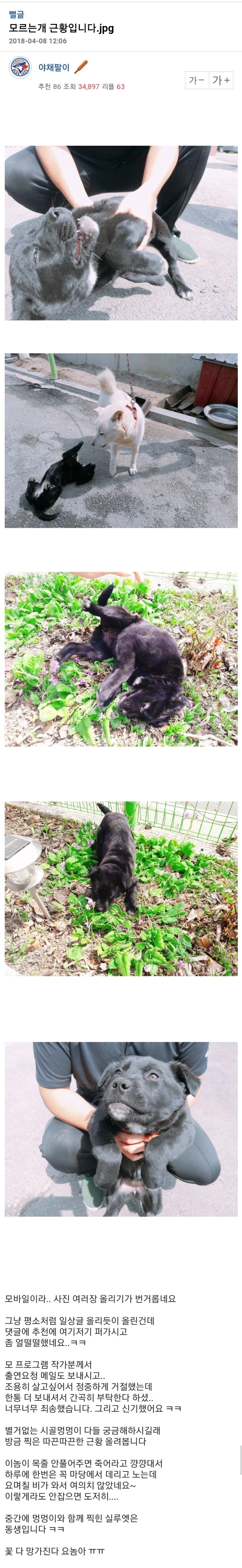 집에 모르는 개가 들어와서 살아요_2.webp