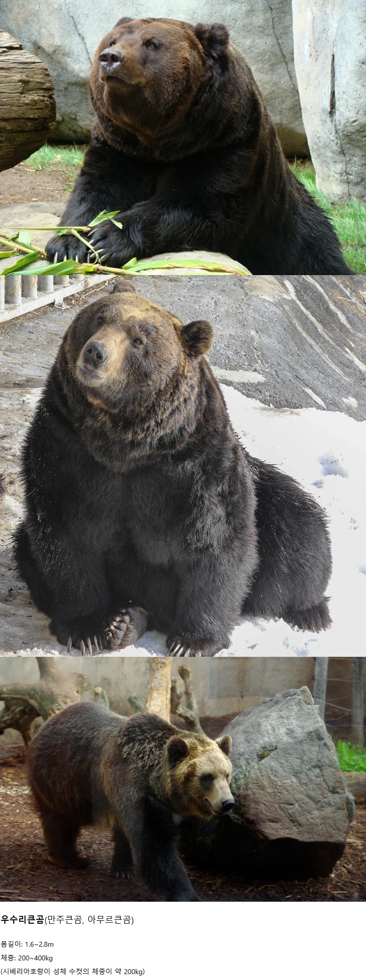 단군 신화에 나오는 곰으로 추정되는 곰_1.webp