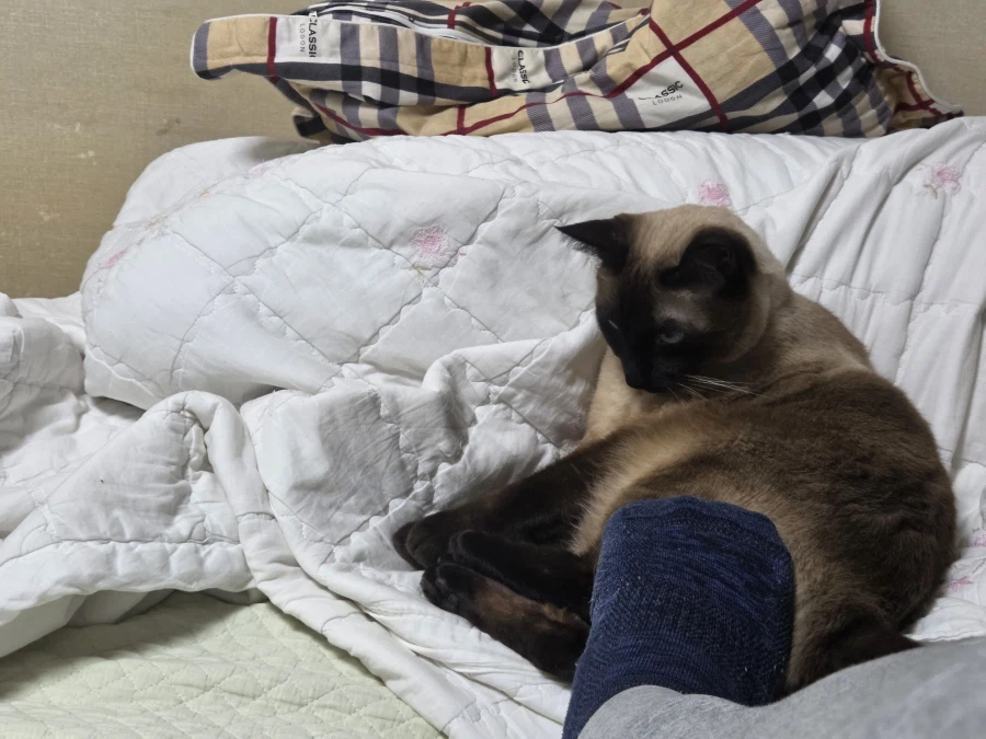 고양이 손으로 쓰담하는 것보다 더 대단한 것!!_1.webp