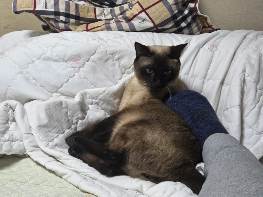 고양이 손으로 쓰담하는 것보다 더 대단한 것!!_2.webp