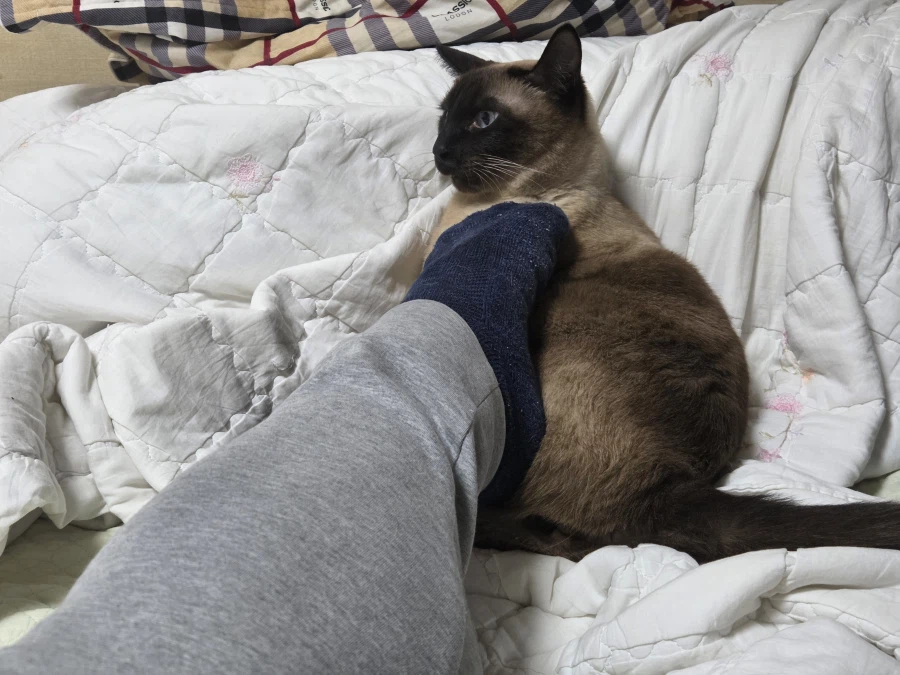 고양이 손으로 쓰담하는 것보다 더 대단한 것!!_4.webp