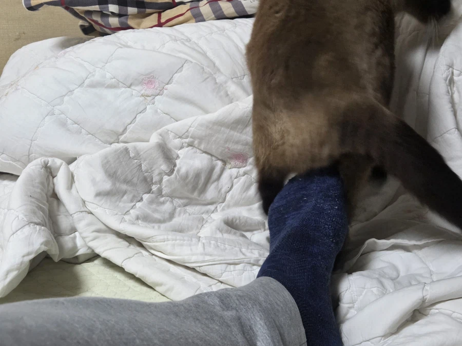 고양이 손으로 쓰담하는 것보다 더 대단한 것!!_5.webp