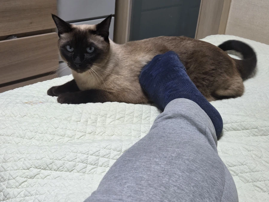 고양이 손으로 쓰담하는 것보다 더 대단한 것!!_7.webp