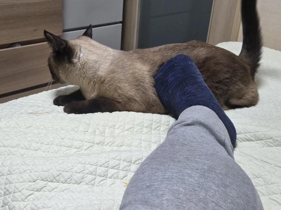 고양이 손으로 쓰담하는 것보다 더 대단한 것!!_6.webp