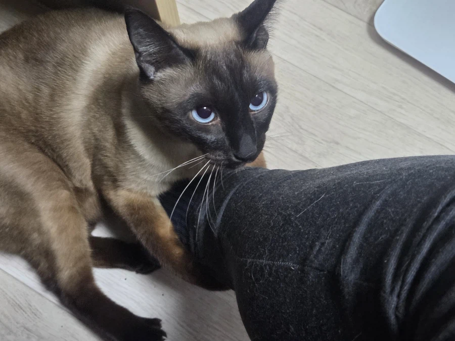 고양이 손으로 쓰담하는 것보다 더 대단한 것!!_8.webp