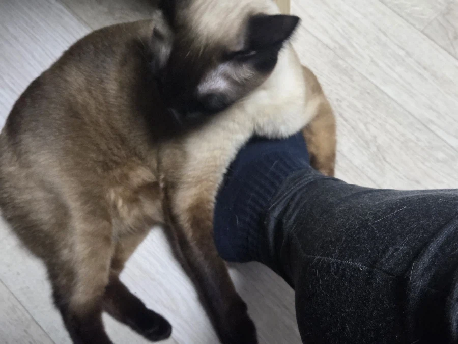 고양이 손으로 쓰담하는 것보다 더 대단한 것!!_9.webp