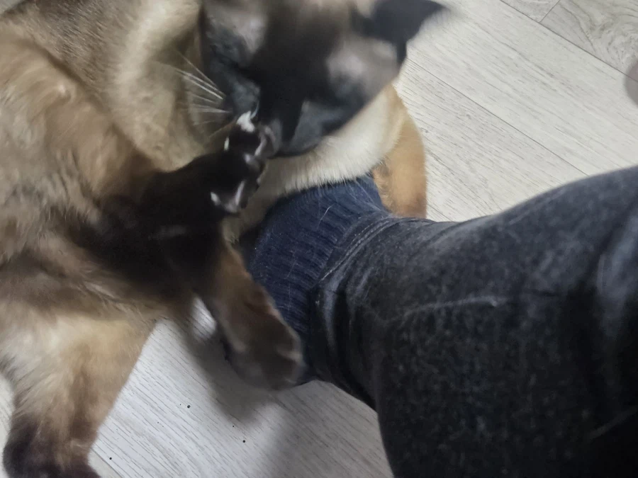 고양이 손으로 쓰담하는 것보다 더 대단한 것!!_10.webp