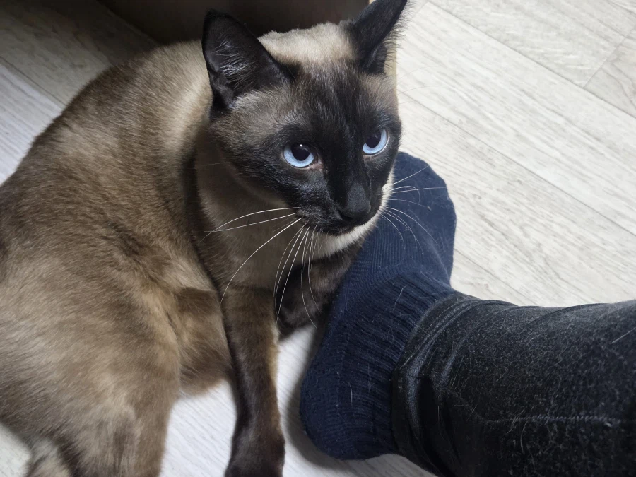 고양이 손으로 쓰담하는 것보다 더 대단한 것!!_11.webp