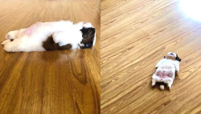 개 키우는 사람들 특징_1.webp