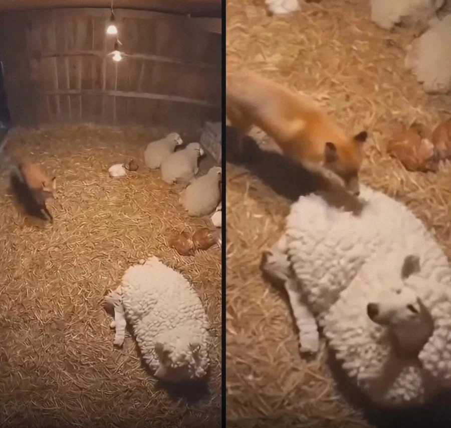 개같이 속은 여우_1.webp