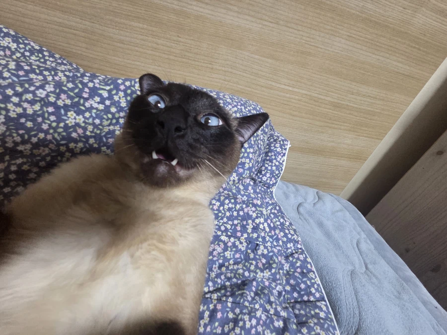 나 화났다 집사!!!!_1.webp