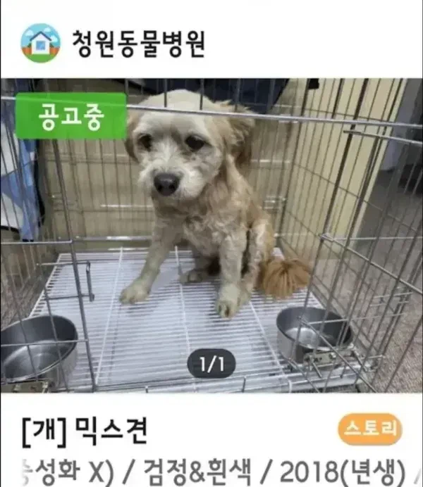 유기견 입양 전후 표정차이_3.webp