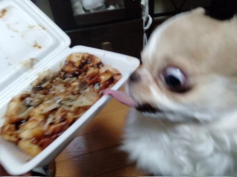 가쓰오부시 너무 좋아_1.webp