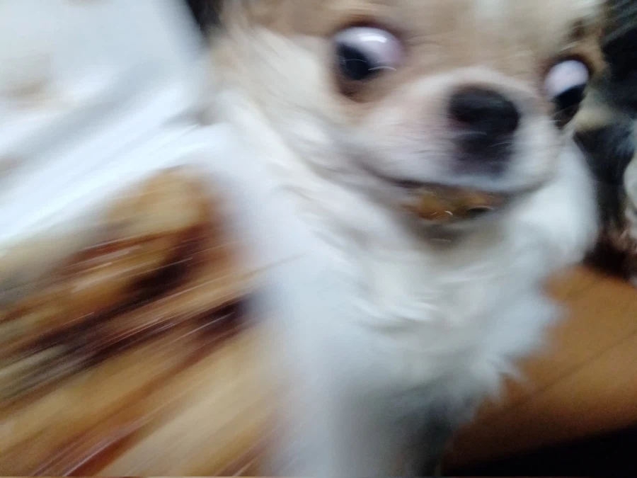 가쓰오부시 너무 좋아_2.webp