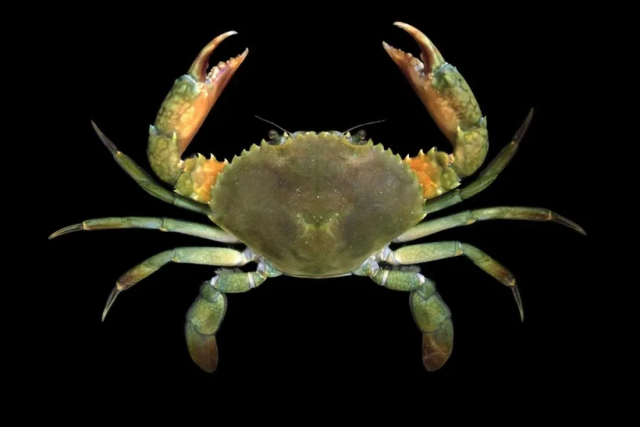 잘못 온 외래종_1.webp