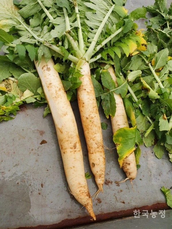 한국에선 보기 힘든 무 슬림_1.webp