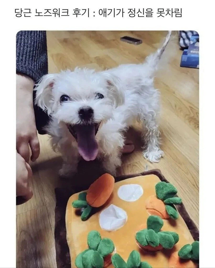 놀아주고 싶어지는 댕댕이 표정ㅋㅋㅋ_1.webp