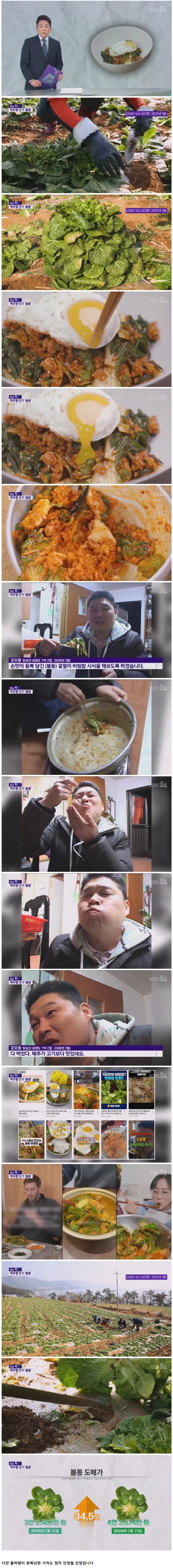 행복한 비명... 수요는 많은데 출하량이 따라가지 못해 봄동 가격 30%인상_1.webp