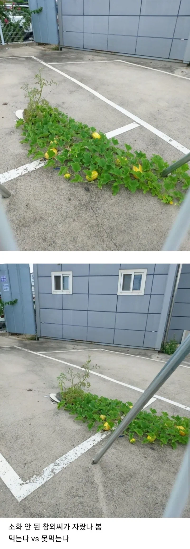 정화조에서 참외가 자랍니다.jpg_1.webp