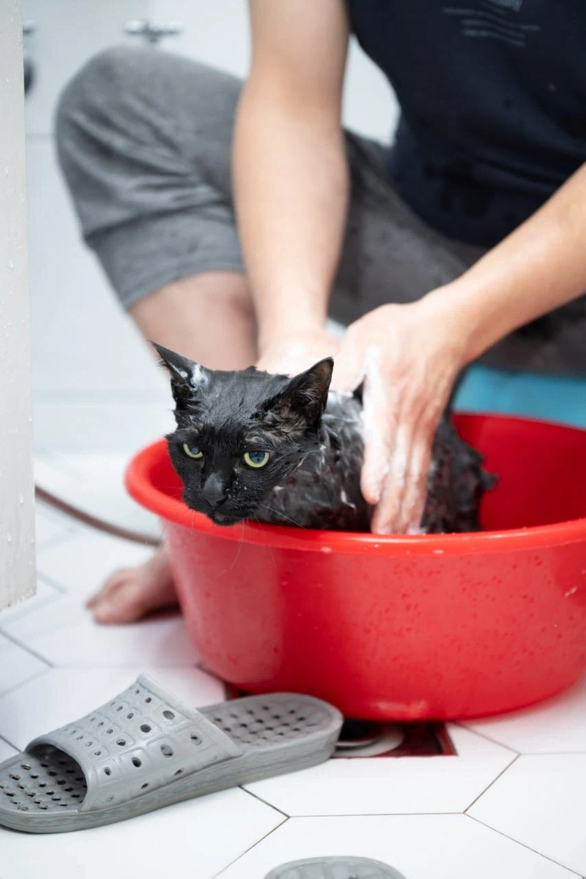 인기많고 못생긴 검은 고양이_2.webp