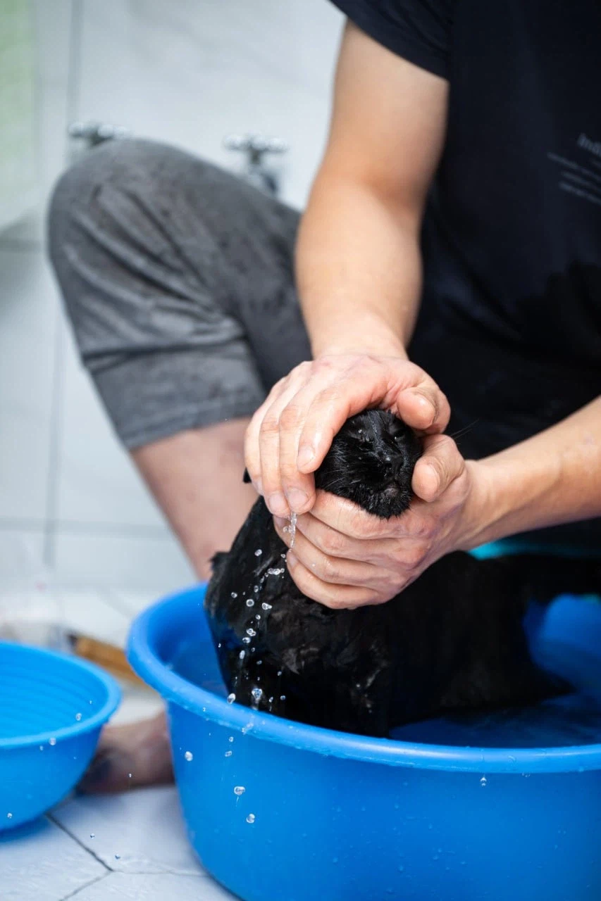 인기많고 못생긴 검은 고양이_3.webp