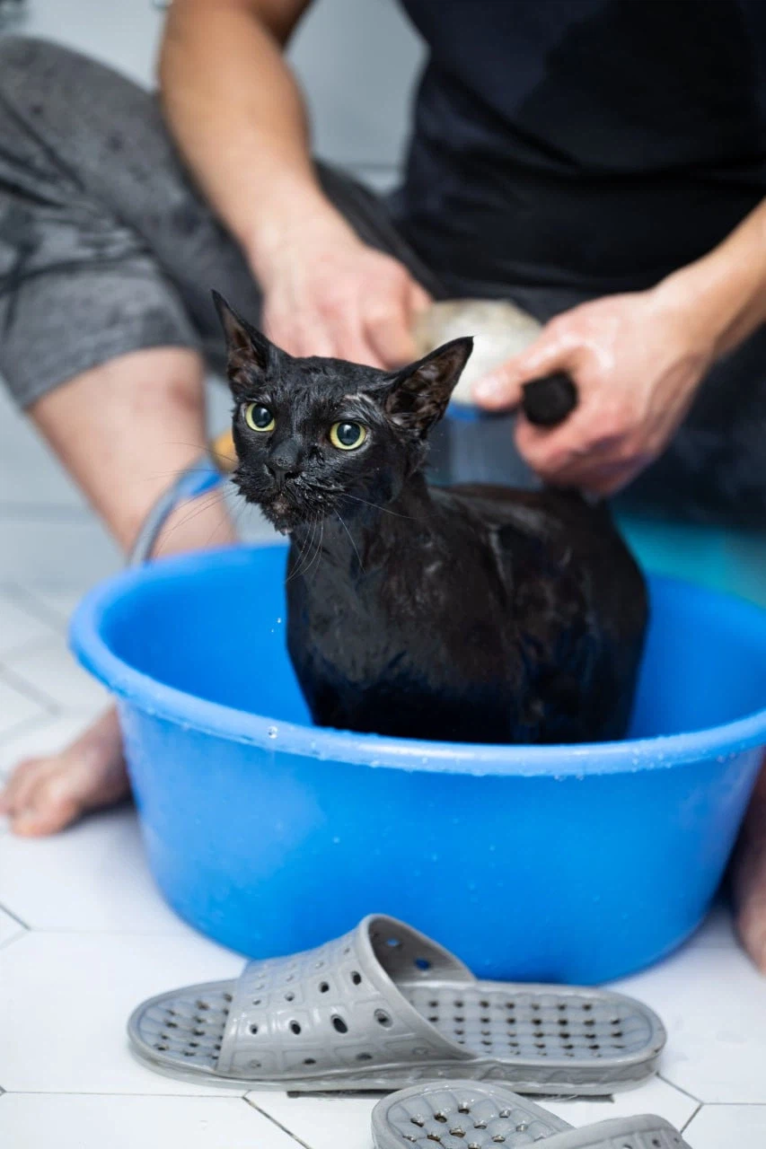 인기많고 못생긴 검은 고양이_4.webp