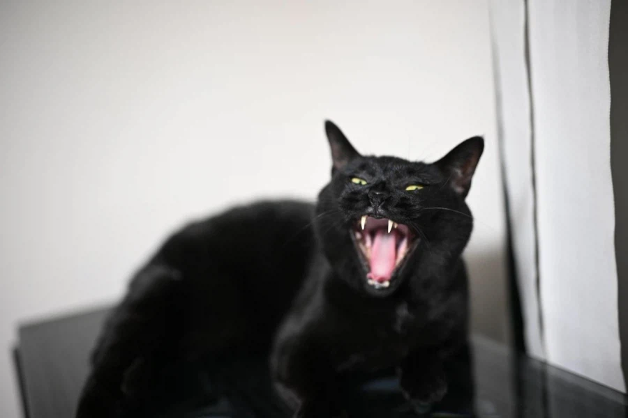 인기많고 못생긴 검은 고양이_7.webp