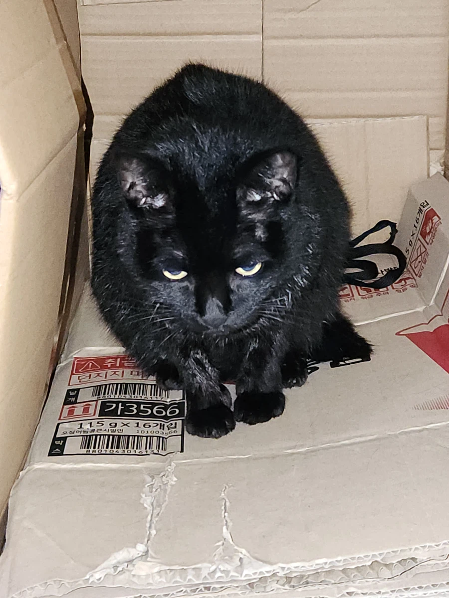 인기많고 못생긴 검은 고양이_8.webp