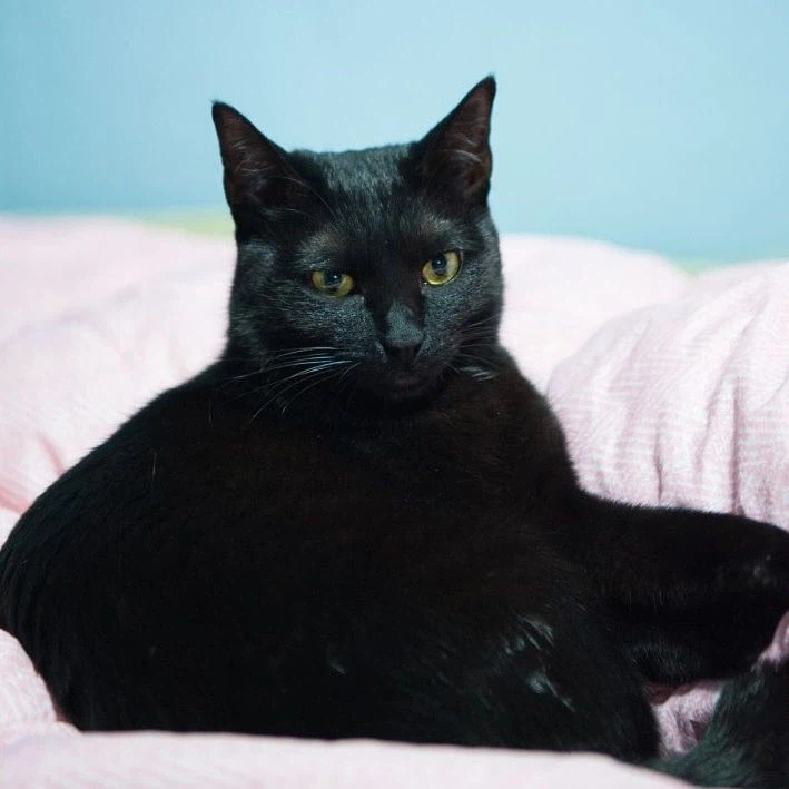 인기많고 못생긴 검은 고양이_9.webp