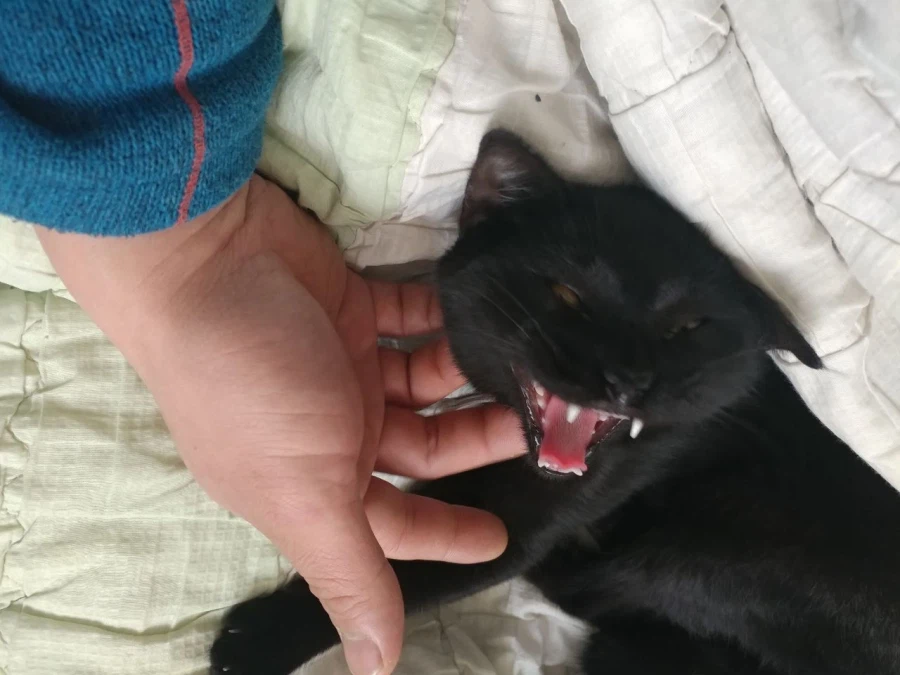 인기많고 못생긴 검은 고양이_10.webp